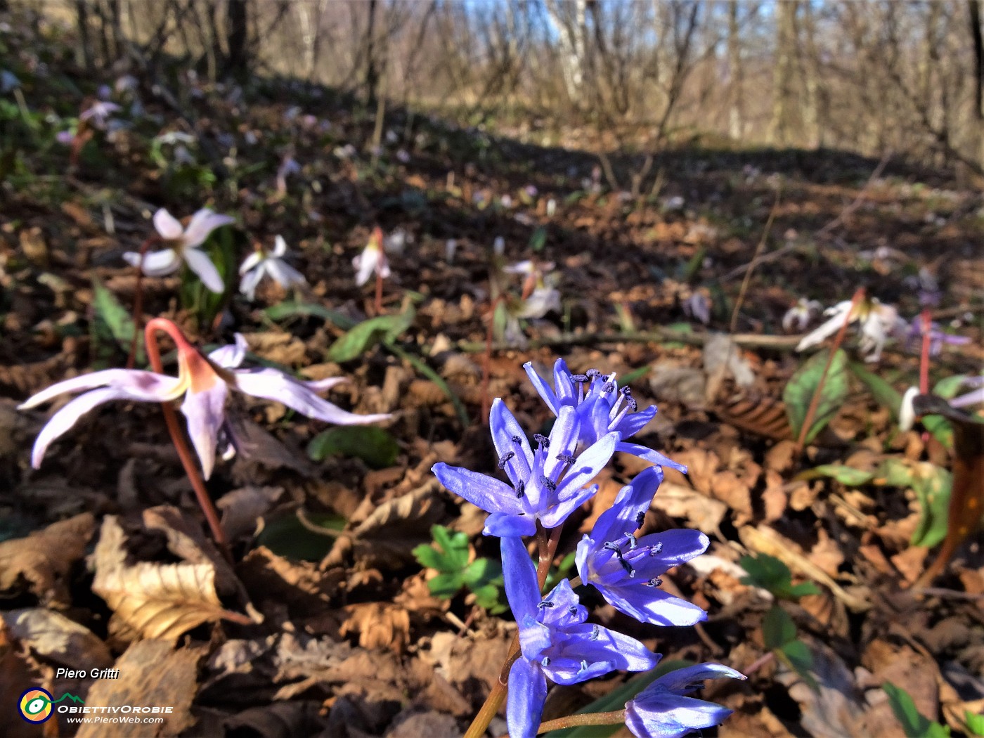 56 Scilla bifolia (Scilla silvestre) con Dens canis (Dente di cane).JPG